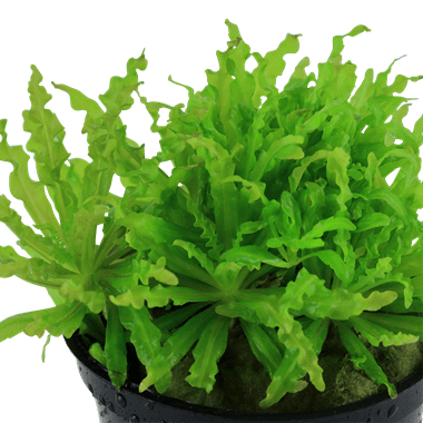 Pogostemon helferi - Potted - Planted Aquaria