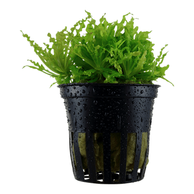 Pogostemon helferi - Potted - Planted Aquaria
