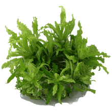 Pogostemon helferi - Tropica TC - Planted Aquaria