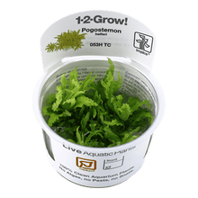 Pogostemon helferi - Tropica TC - Planted Aquaria