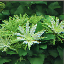 Pogostemon Helferi 'White Line' - ADA TC - Planted Aquaria