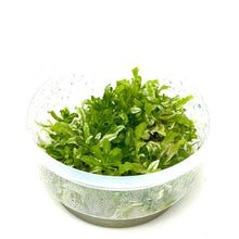 Pogostemon Helferi 'White Line' - ADA TC - Planted Aquaria