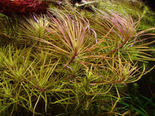 Pogostemon Stellatus 'Dassen' - ADA TC - Planted Aquaria