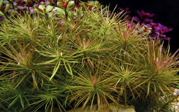 Pogostemon stellatus - Potted - Planted Aquaria