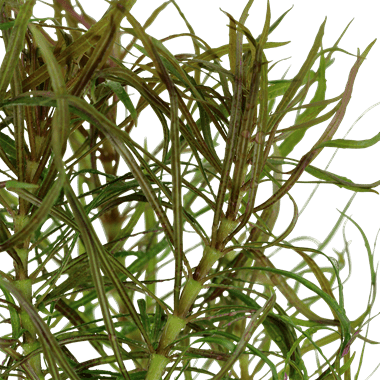 Pogostemon stellatus - Potted - Planted Aquaria