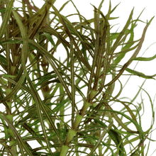Pogostemon stellatus - Potted - Planted Aquaria