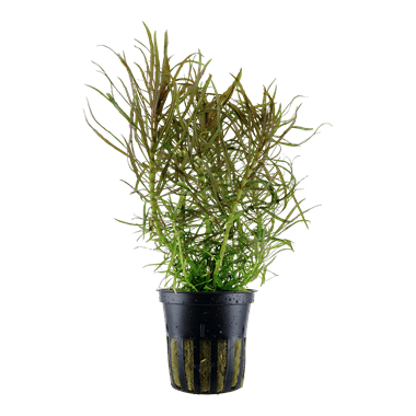 Pogostemon stellatus - Potted - Planted Aquaria