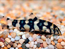 Polkadot Loach - Planted Aquaria