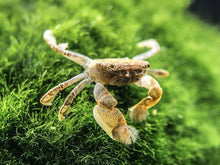 Pom Pom Crab - Planted Aquaria