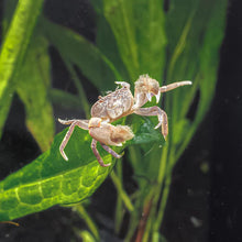 Pom Pom Crab - Planted Aquaria