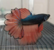 Premium Rose Petal Betta Male - Planted Aquaria