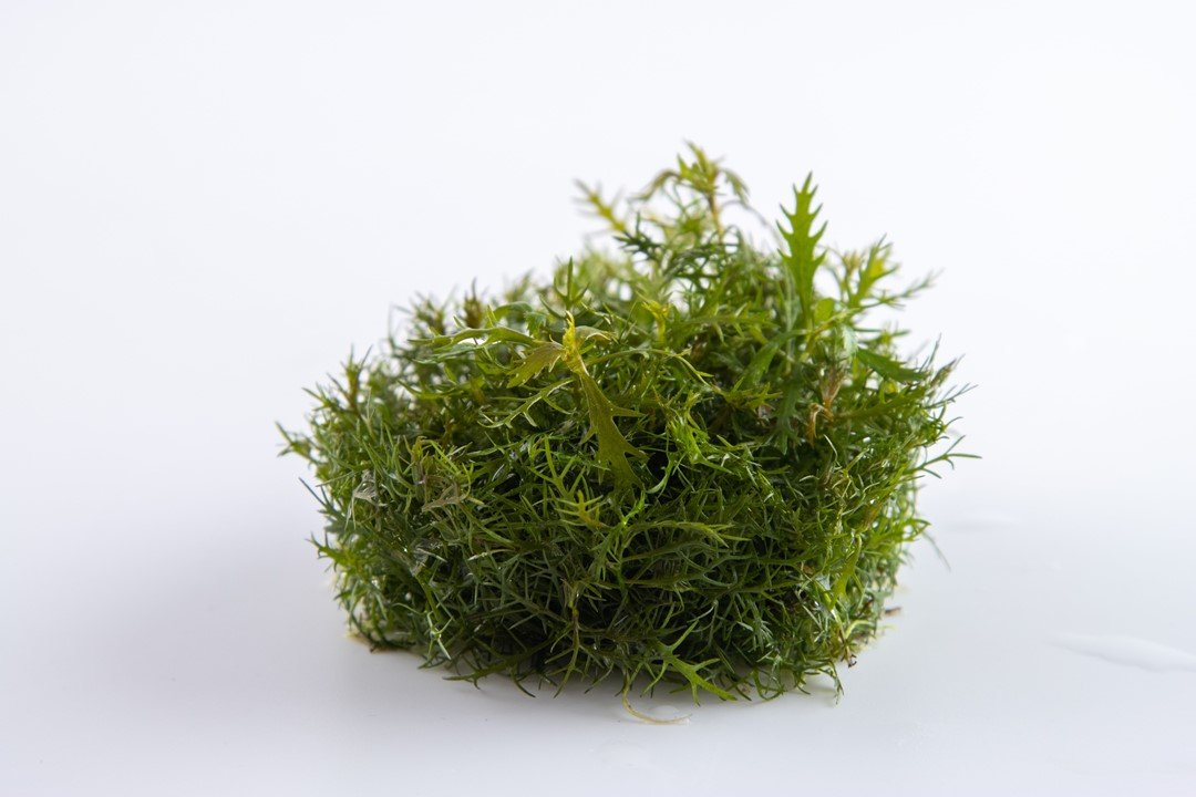 Proserpinaca palustris 'Cuba' - Tropica TC - Planted Aquaria