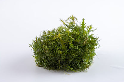 Proserpinaca palustris 'Cuba' - Tropica TC - Planted Aquaria