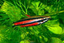 Purple Pencilfish - Planted Aquaria