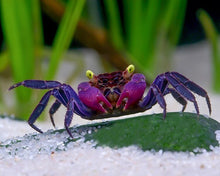 Purple Vampire Crab - Planted Aquaria