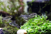 Pygmy Corydora
