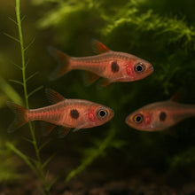 Strawberry Rasbora