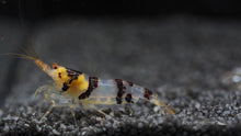 Racoon Tiger Shrimp - Planted Aquaria