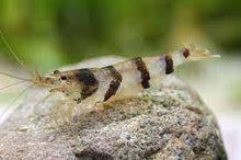 Racoon Tiger Shrimp - Planted Aquaria