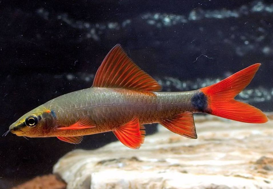Rainbow Shark - Planted Aquaria