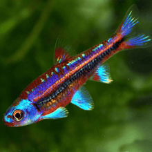 Rainbow Shiner - Planted Aquaria