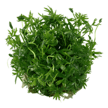 Ranunculus inundatus - Tropica TC - Planted Aquaria