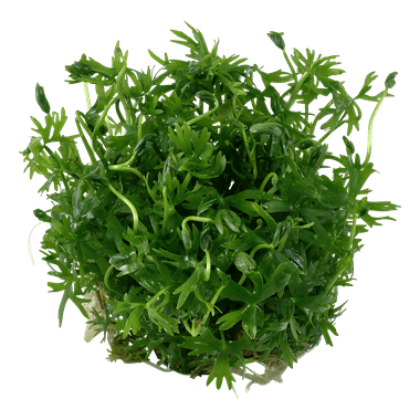 Ranunculus inundatus - Tropica TC - Planted Aquaria