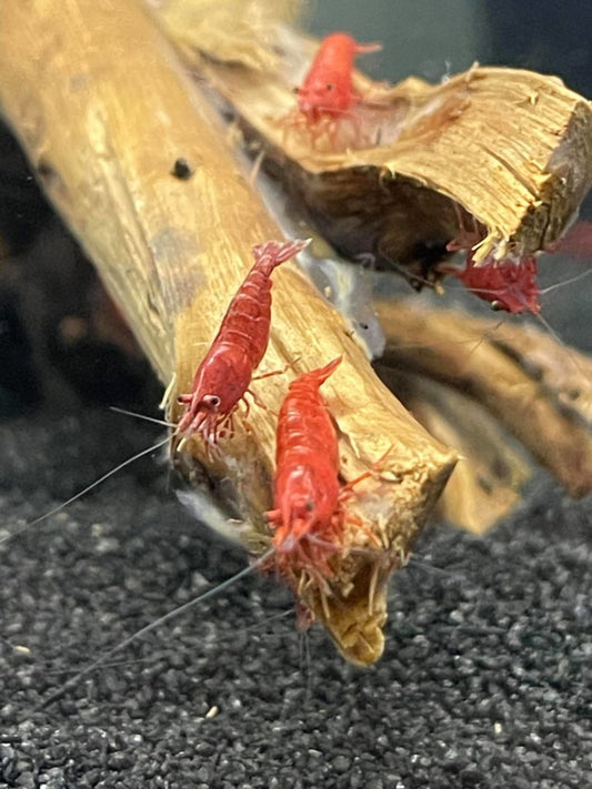 Red Cherry Shrimp - Planted Aquaria