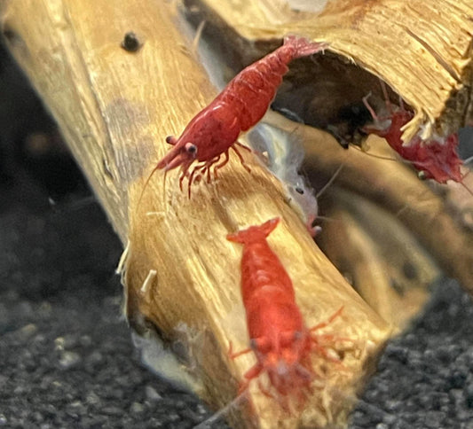 Red Cherry Shrimp - Planted Aquaria