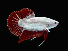 Red Dragon HMPK Male Betta - Planted Aquaria