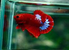 Red Hellboy Fancy Male Betta - Planted Aquaria