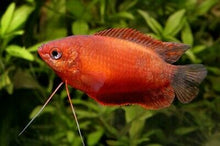 Red Honey Gourami - Planted Aquaria