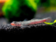 Red Lipstick Goby - Planted Aquaria