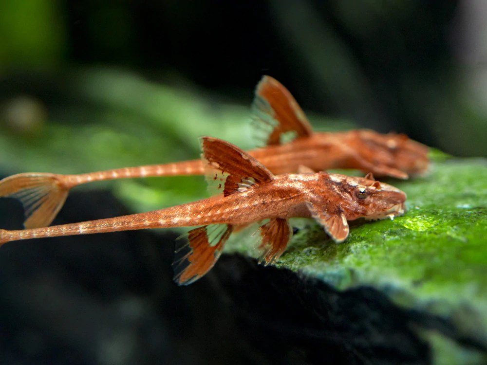 Red Lizard Whiptail Catfish - Planted Aquaria