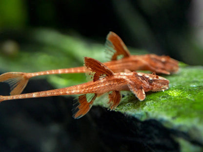 Red Lizard Whiptail Catfish - Planted Aquaria