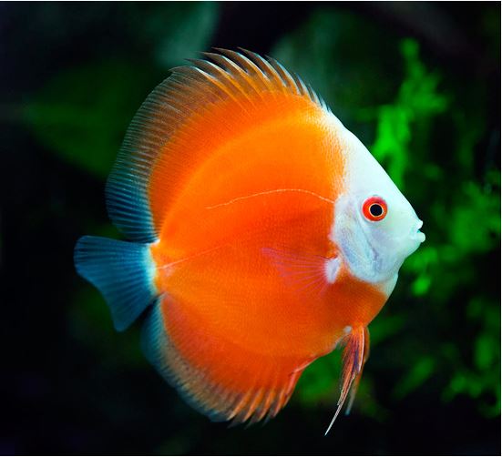 Red Melon Discus 3.5" - Planted Aquaria
