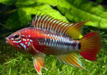 'Red Neck' Viejita Dwarf Cichlid - Planted Aquaria