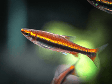 Red Pencilfish - Planted Aquaria