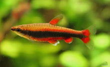 Red Pencilfish - Planted Aquaria