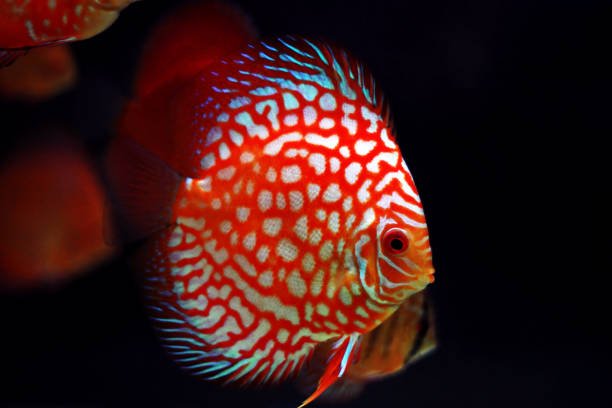 Red Pigeon Discus 3.5" - Planted Aquaria