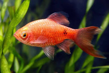 Red Rosy Barb - Planted Aquaria
