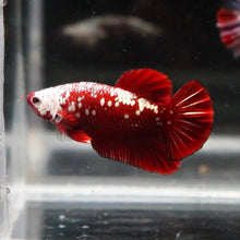 Red Samurai HMPK Male Betta - Planted Aquaria