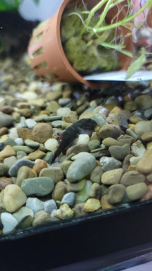 Red Tail Hillstream Loach - Planted Aquaria