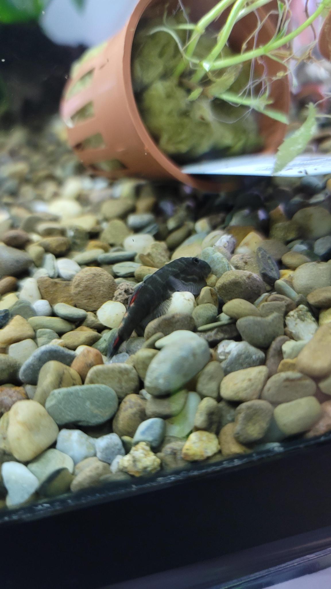 Red Tail Hillstream Loach - Planted Aquaria