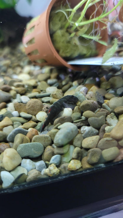 Red Tail Hillstream Loach - Planted Aquaria