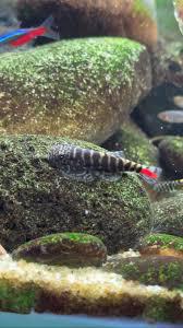 Red Tail Hillstream Loach - Planted Aquaria