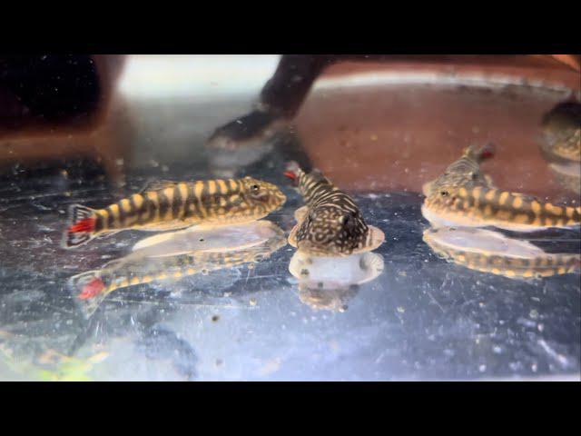Red Tail Hillstream Loach - Planted Aquaria