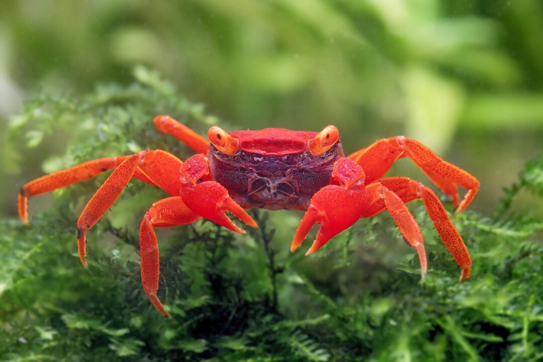 Red Tomato Vampire Crab - Planted Aquaria