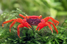 Red Tomato Vampire Crab - Planted Aquaria