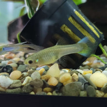 Guppy - Red Tail Blue Body Endler Trio (M/F/F)